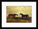 The Earl of Granard's bright bay filly and dark bay stallion, 1885 by William Snr. Luker