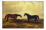 The Earl of Granard's bright bay filly and dark bay stallion, 1885 by William Snr. Luker