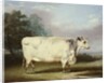 A Prize Cow, 1838 by William Henry Davis