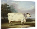 A Prize Cow, 1838 by William Henry Davis
