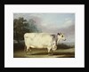 A Prize Cow, 1838 by William Henry Davis