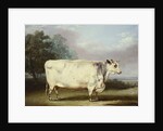 A Prize Cow, 1838 by William Henry Davis