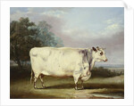 A Prize Cow, 1838 by William Henry Davis