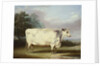 A Prize Cow, 1838 by William Henry Davis