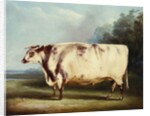 A Prize Bull, 1839 by William Henry Davis