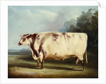 A Prize Bull, 1839 by William Henry Davis