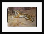 The Tiger by John Charles Dollman