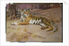 The Tiger by John Charles Dollman