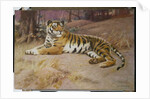 The Tiger by John Charles Dollman