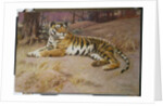 The Tiger by John Charles Dollman