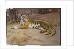 The Tiger by John Charles Dollman