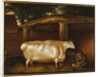 The White Heifer that Travelled, with a man slicing turnips in a stable yard, 1811 by Thomas Weaver