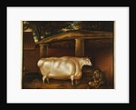 The White Heifer that Travelled, with a man slicing turnips in a stable yard, 1811 by Thomas Weaver