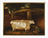 The White Heifer that Travelled, with a man slicing turnips in a stable yard, 1811 by Thomas Weaver