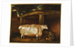 The White Heifer that Travelled, with a man slicing turnips in a stable yard, 1811 by Thomas Weaver