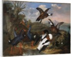 Shell Ducks and other Fowl in a Landscape, 1720 by Ferdinand Phillip de Hamilton