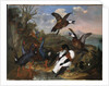 Shell Ducks and other Fowl in a Landscape, 1720 by Ferdinand Phillip de Hamilton