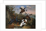 Shell Ducks and other Fowl in a Landscape, 1720 by Ferdinand Phillip de Hamilton