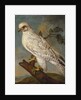 A Falcon on a Branch, 1736 by Ferdinand Phillip de Hamilton
