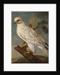A Falcon on a Branch, 1736 by Ferdinand Phillip de Hamilton