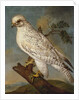 A Falcon on a Branch, 1736 by Ferdinand Phillip de Hamilton