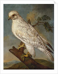 A Falcon on a Branch, 1736 by Ferdinand Phillip de Hamilton