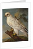 A Falcon on a Branch, 1736 by Ferdinand Phillip de Hamilton