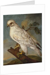 A Falcon on a Branch, 1736 by Ferdinand Phillip de Hamilton