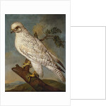 A Falcon on a Branch, 1736 by Ferdinand Phillip de Hamilton