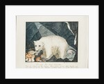 The White Bear, 1844 by Aloys Zotl