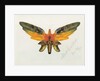 Butterfly, 1890 by Albert Bierstadt