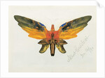 Butterfly, 1890 by Albert Bierstadt