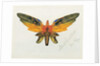 Butterfly, 1890 by Albert Bierstadt