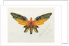 Butterfly, 1890 by Albert Bierstadt