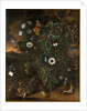 Thistles, brambles, poppies and other plants by Matthias Withoos