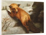 The Red Fox, 1870 by Abbott Handerson Thayer
