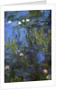 Nympheas, 1914-17 by Claude Monet