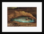 Study of the parrot fish, Samoa, 1890 by John La Farge or Lafarge