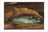 Study of the parrot fish, Samoa, 1890 by John La Farge or Lafarge