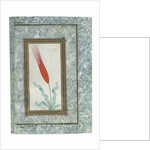 Page from the Turkish Tulip album, Istanbul, 1725 by Turkish School