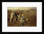 The Potato Harvest by Herman Hartwich