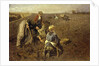 The Potato Harvest by Herman Hartwich