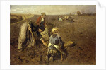 The Potato Harvest by Herman Hartwich