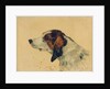 Chien de chasse, 1881 by Henri de Toulouse-Lautrec