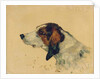 Chien de chasse, 1881 by Henri de Toulouse-Lautrec