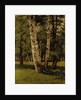 Birch trees by Arkhip Ivanovich Kuindzhi