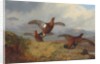 Grouse in flight, 1888 by Archibald Thorburn