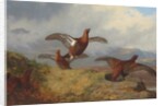Grouse in flight, 1888 by Archibald Thorburn