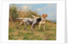 Two English setters by Thomas Blinks