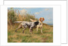 Two English setters by Thomas Blinks